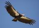 california-condor-in-flight