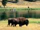 23244-41~Pair-of-American-Bison-Beside-Yellowstone