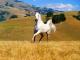 Beautiful_White_Horse
