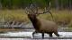 Bugling_American_Elk_Yellowstone_National_Park_Wyo