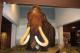 2017-04-10_Museum_Bild_Mammut